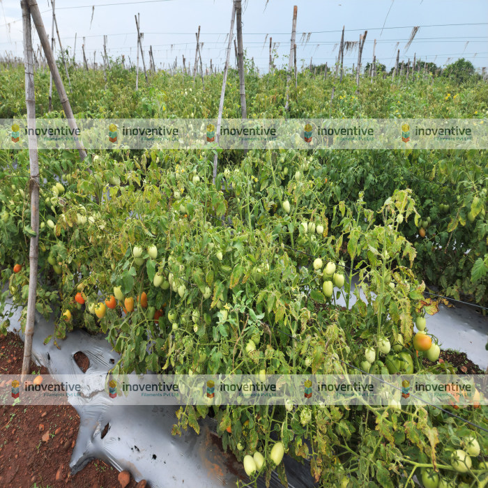 Agrosia PET Wire for Tomato Farming | 3mm Virgin PET Wire for Stronger Tomato Trellising
